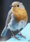 Photograph of a robin