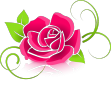 Illustration of a pink rose